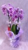 Çift-dallı-orkide-2-100tl.jpg