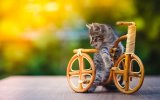 Kediçik Ve Bisiklet Aşkı.jpg