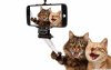 cats_humor-wallpaper-1280x800.jpg
