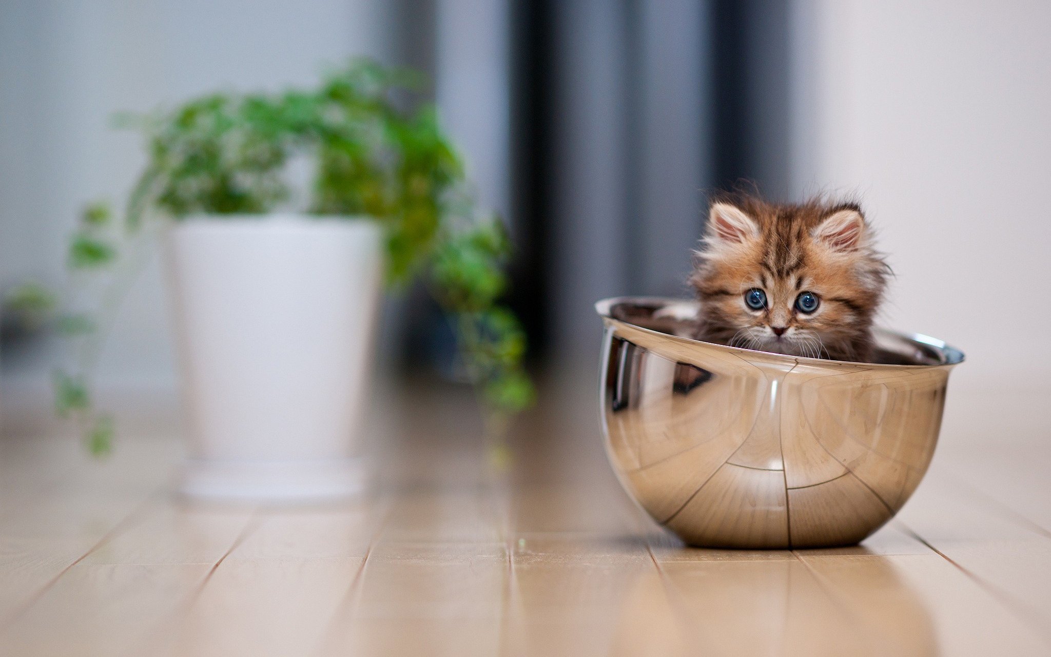 cats-animals_00373961.jpg