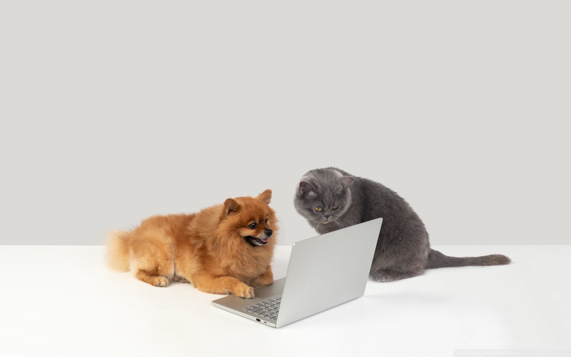 internet_trolls-wallpaper-1920x1200.jpg