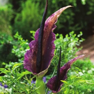 DRACUNCULUS_vulgaris_14239867PA_r.jpg