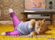 cat-exercise.gif