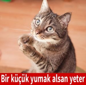 image.jpeg image.jpeg
