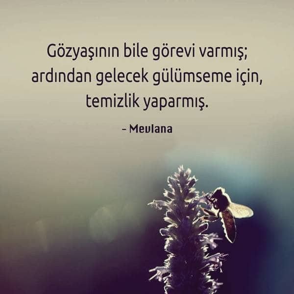 c0da90b281895d46872793b965efd34c.jpg