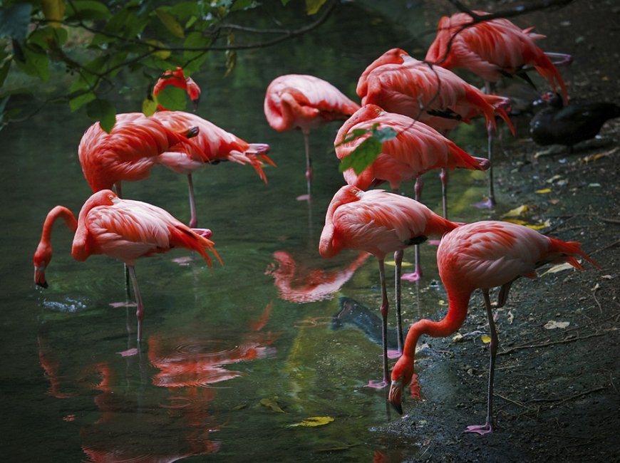 flamingo.jpg flamingo.jpg