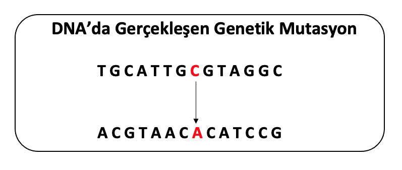 dna-mutasyon.png dna-mutasyon.png