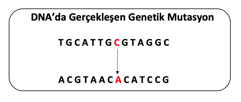 dna-mutasyon.png