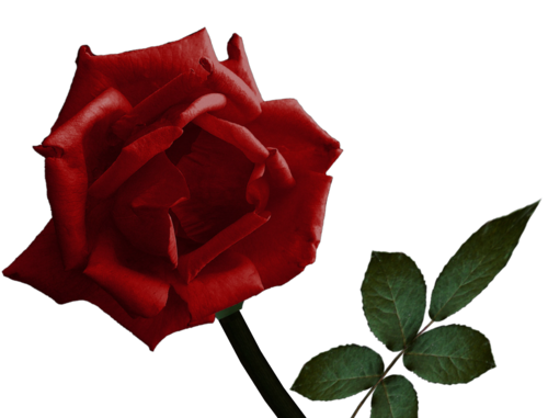 4_518879.png